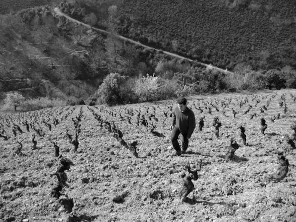 Descendientes de J. Palacios Bierzo 'Petalos' 2022 :: Spanish Red