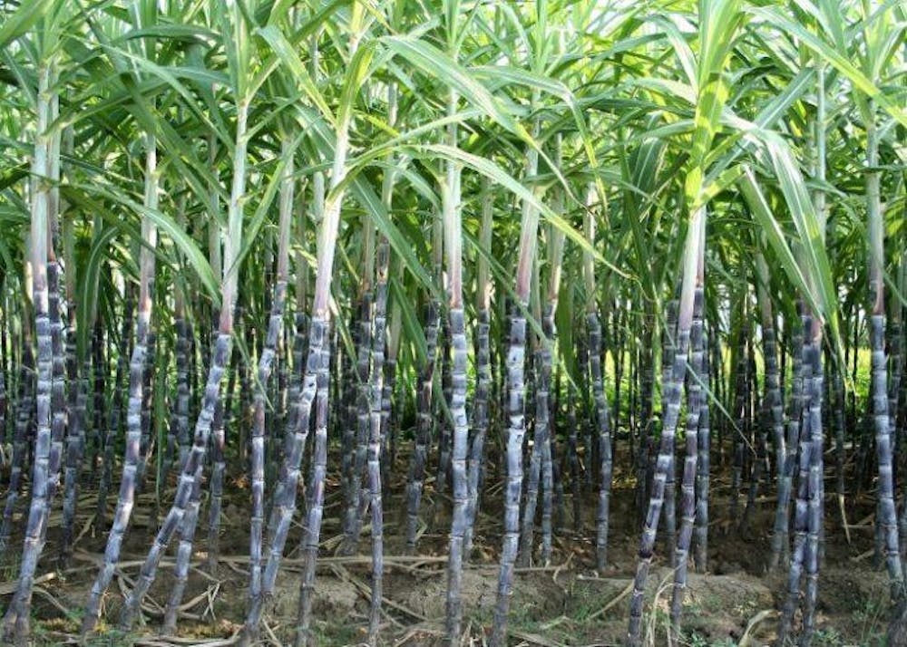 Lemonhart 'Overproof 151' Rum 750ml :: Rum