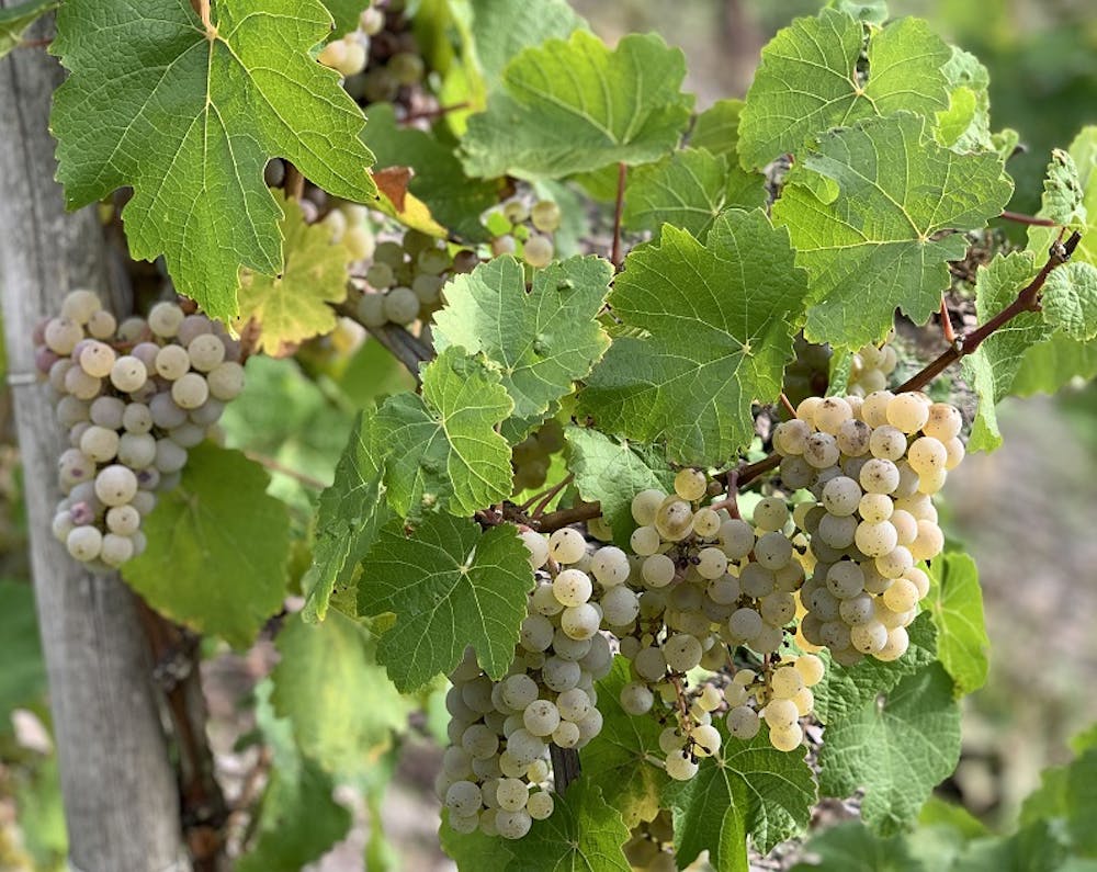 Dr. Fischer Steinbock 'Zero' Sparkling Rose 750ml :: Non-Alcoholic