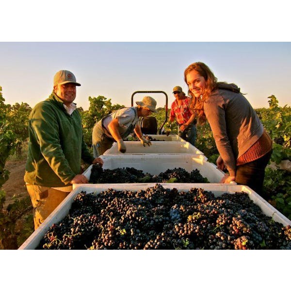 Turley 'Dragon' Zinfandel 2011 :: Zinfandel - Main Image