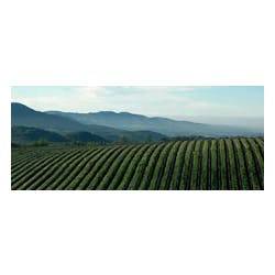 Caymus Vineyards