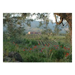 Tenuta delle Terre Nere