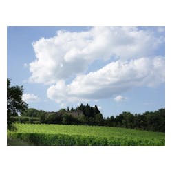 Felsina Winery
