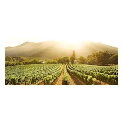 Beyond Winery