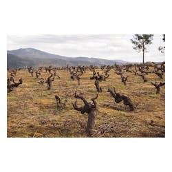 Bodegas Avancia