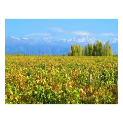 Luca Vineyards