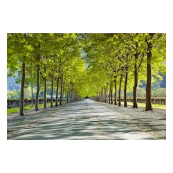 Sycamore Lane