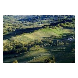 Masciarelli Vineyards