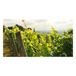 Domaine Le Serp