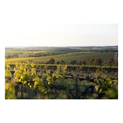 Wakefield Wines
