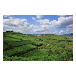 Suavia