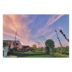 Peju Vineyards