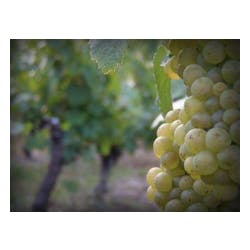 Domaine de Bernier